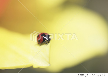 スイセンとテントウ虫 スイセンとテントウ虫 5432765
