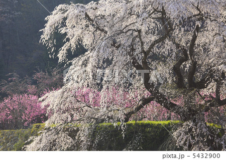 又兵衛桜 5432900