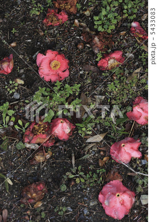 枯れた椿 枯れた椿 5433083