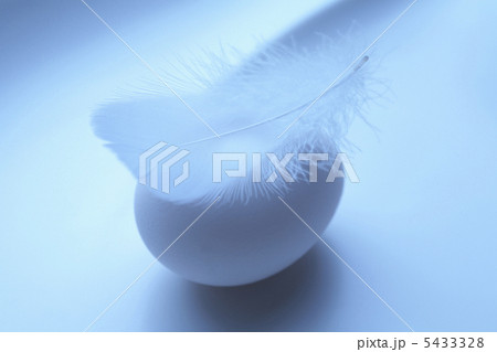 玉子と羽 5433328