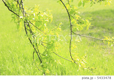 新緑 新緑 5433478