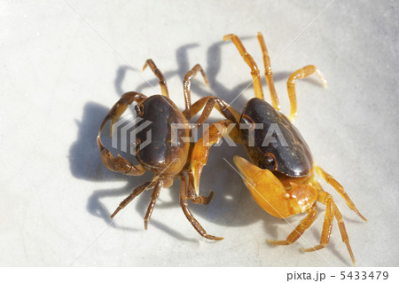 さわがに さわがに 5433479