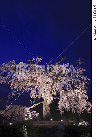 円山公園の枝垂れ桜 5433534