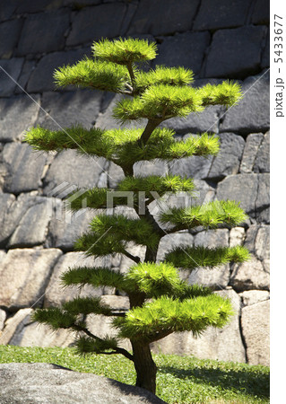 大阪城の松 5433677