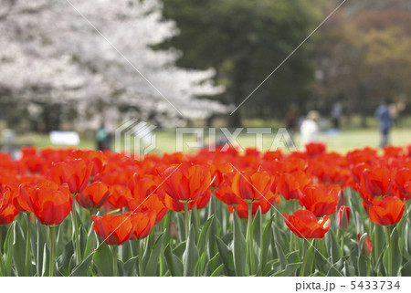 休日の万博公園 5433734