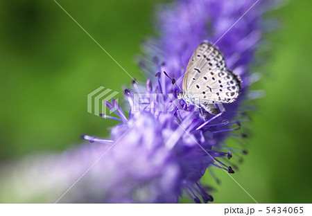 シジミ蝶 5434065