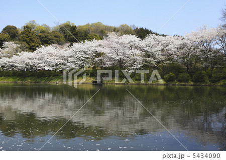 桜と池 5434090