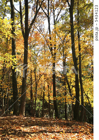 春日山原生林 5434123