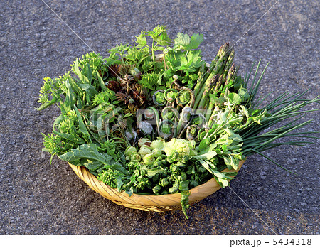 採れたて山菜 5434318
