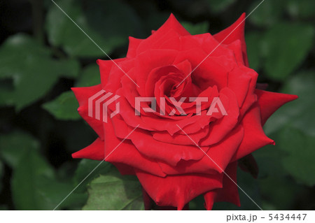 赤いバラ 赤いバラ 5434447