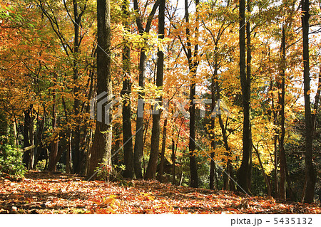 春日山原生林 5435132