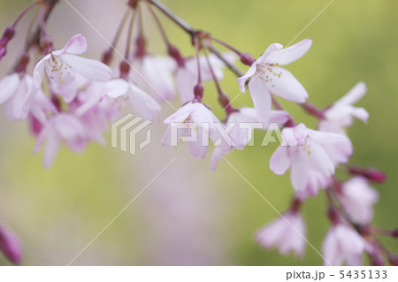 シダレザクラ シダレザクラ 5435133