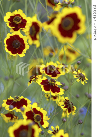 ハルシャギク 5435533