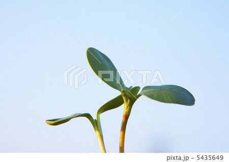 ヒマワリの発芽 5435649