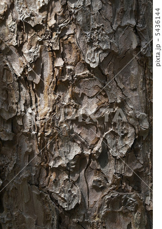 アカマツの樹皮 アカマツの樹皮 5436144