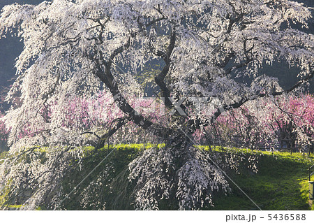 又兵衛桜 5436588