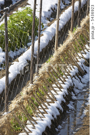 畑に積もった雪 畑に積もった雪 5436923