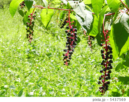 ヨウシュヤマゴボウ（洋種山牛蒡） 5437569