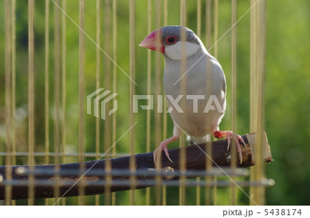 シルバー文鳥 5438174