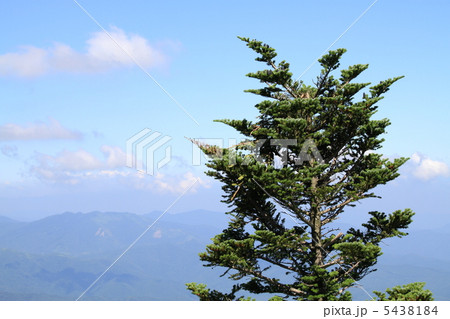 夏のコメツガの木 5438184