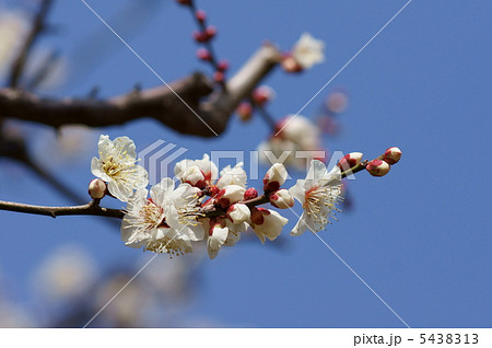 白梅　可憐な花が咲き始めました。 5438313