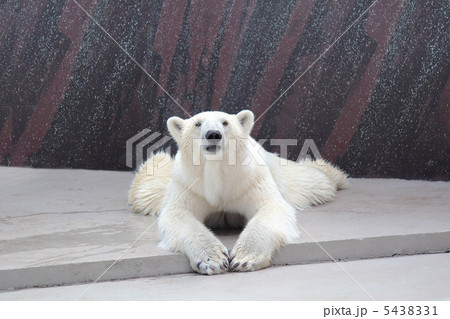 シロクマ シロクマ 5438331