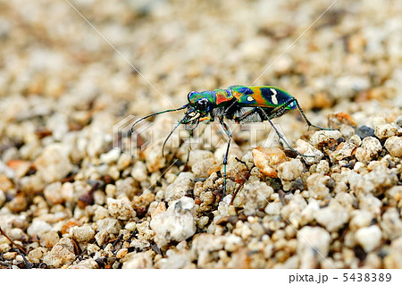 ハンミョウ 5438389