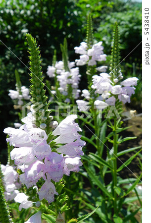ハナトラノオ(花虎の尾) ハナトラノオ(花虎の尾) 5438410