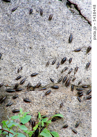 フナムシ フナムシ 5438448