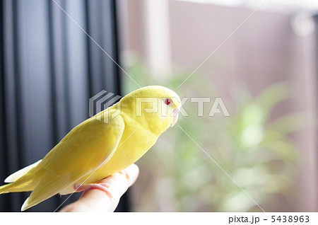 黄色いセキセイインコ 5438963
