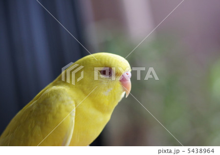 黄色いセキセイインコ 5438964