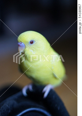 黄色いセキセイインコ 5438967
