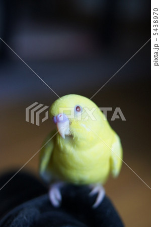 黄色いセキセイインコ 5438970