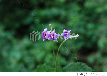 イワタバコ 5439336