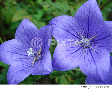 キキョウ（紫） 5439426