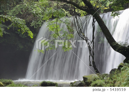 鍋ヶ滝と樹木 鍋ヶ滝と樹木 5439559