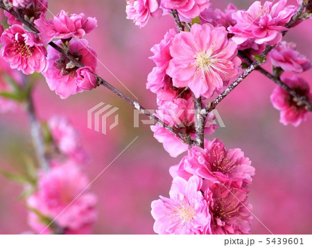 ハナモモ：花桃 5439601