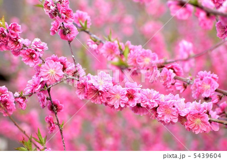 ハナモモ：花桃 5439604