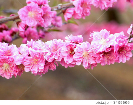 ハナモモ：花桃 5439606