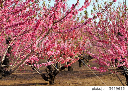 ハナモモ：花桃 5439636