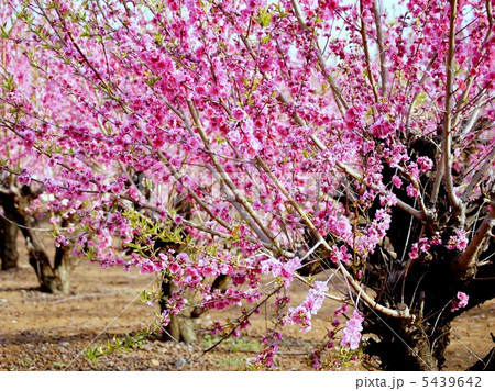 ハナモモ:花桃 ハナモモ:花桃 5439642