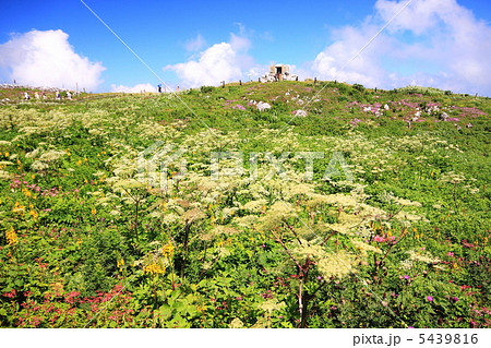 夏の伊吹山のお花畑 5439816