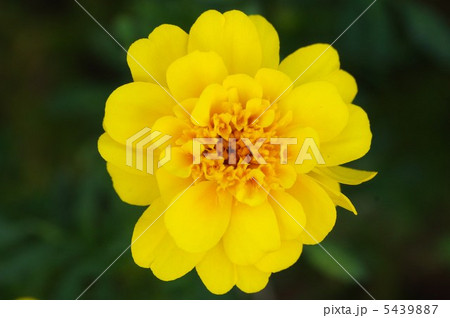 フレンチマリーゴールド 5439887