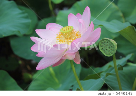 五郎沼の古代ハス 五郎沼の古代ハス 5440145