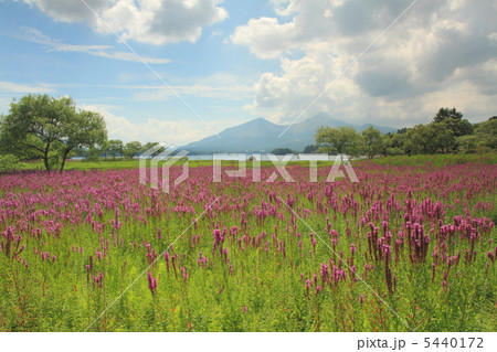 ﾐｿﾊｷﾞ 5440172