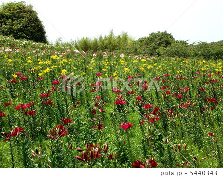 ６月になると花を付ける静岡県のユリ園の写真素材