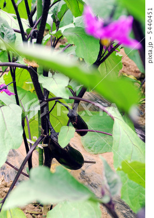 ナス　成長中01 5440451