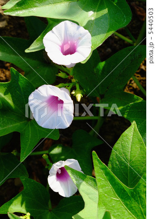 サツマイモの花　薩摩芋の花　さつまいもの花　 5440503