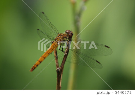 とんぼ 5440573