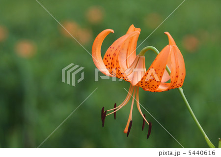 コオニユリ コオニユリ 5440616